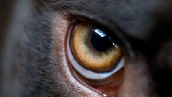 SESSIONE D'ESAME OCULOPATIE FSA 2020