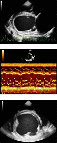 cardiomiopatia dilatativa cane